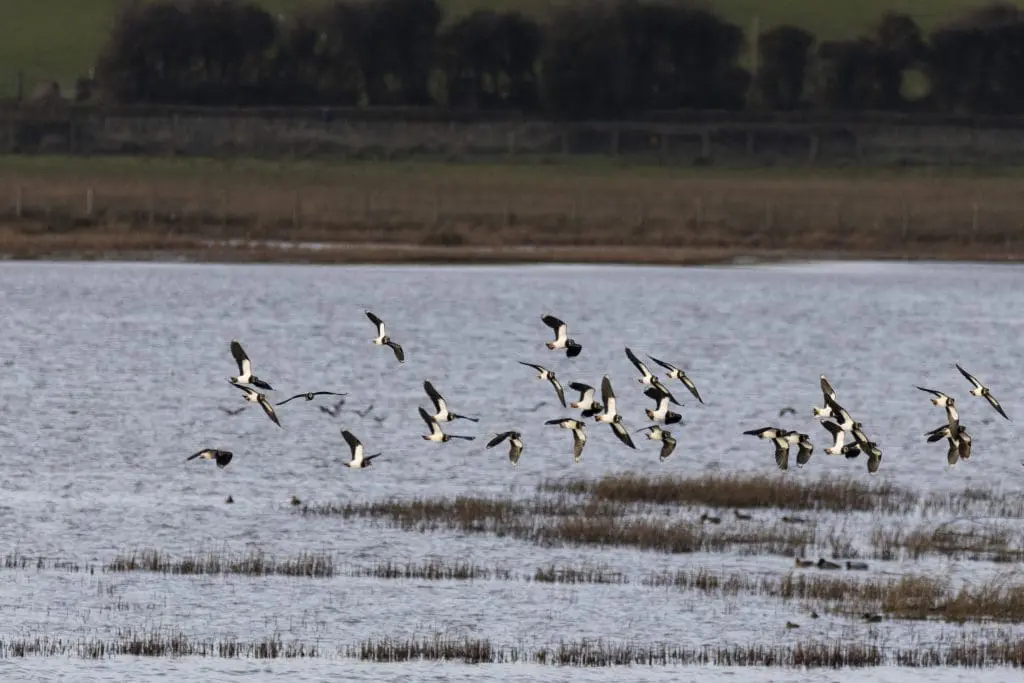 Inch Wildfowl Reserve