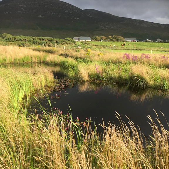 Pond with flowers